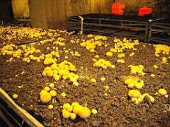 149 MUSEE DU CHAMPIGNON A  SAUMUR 2016 1_000054
